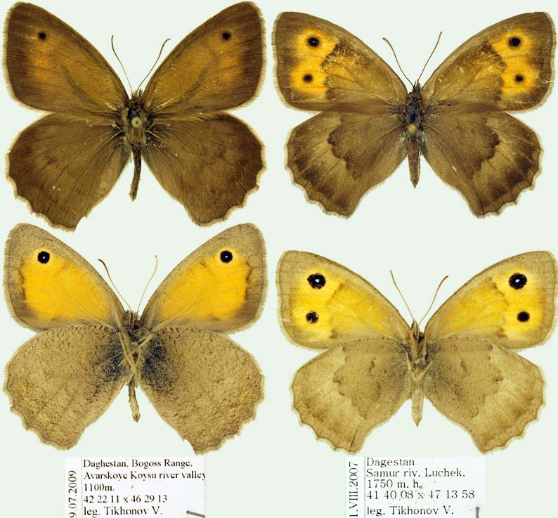 Hyponephele lycaon Foto